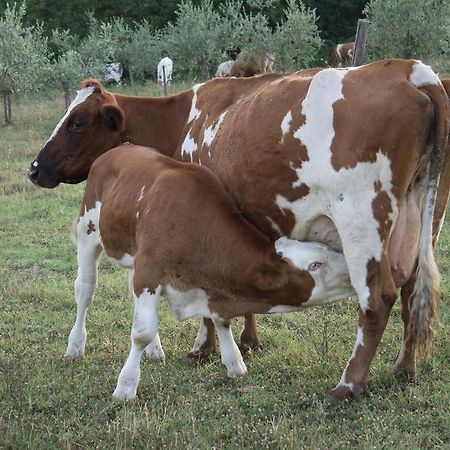 Agriturismo Massoserpente Βίλα Barberino di Mugello Εξωτερικό φωτογραφία