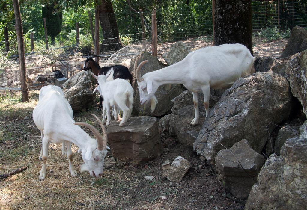 Agriturismo Massoserpente Βίλα Barberino di Mugello Εξωτερικό φωτογραφία